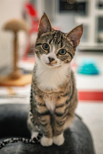 picture of the cat needing adoption