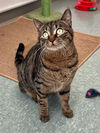 adoptable Cat in Boston, MA named TESS
