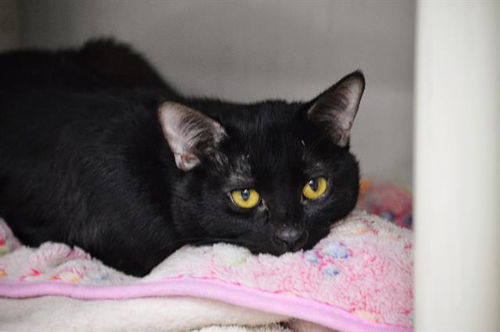 picture of the cat needing adoption