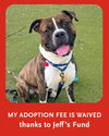 adoptable Dog in  named FELIX