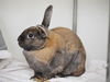 adoptable Rabbit in , MA named SALLY