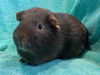 adoptable Guinea Pig in  named POCKET