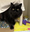 adoptable Cat in  named WOLF