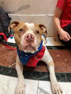 adoptable Dog in  named MARLENA