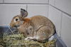 adoptable Rabbit in Boston, MA named KURBY