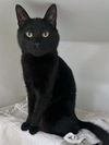 adoptable Cat in Boston, MA named OKIE