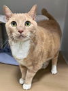 adoptable Cat in Boston, MA named RED