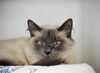 adoptable Cat in  named VANESSA