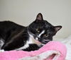 adoptable Cat in Boston, MA named FRANKLIN