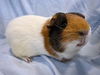 adoptable Guinea Pig in  named SPUD
