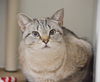 adoptable Cat in Boston, MA named MELISSA