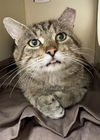 adoptable Cat in Boston, MA named CASHEW