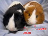 adoptable Guinea Pig in  named JOJO