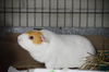 adoptable Guinea Pig in  named CRAIG