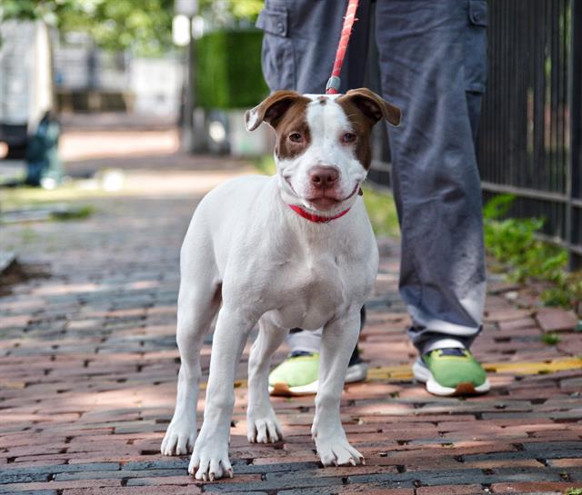 adoptable Dog in Boston, MA named SQUIBBLES