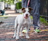 adoptable Dog in Boston, MA named SQUIBBLES