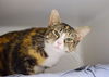 adoptable Cat in Boston, MA named PATCHES