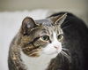 adoptable Cat in Boston, MA named QUEEN B