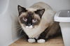 adoptable Cat in Boston, MA named NALA