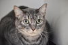 adoptable Cat in Boston, MA named JACKSON