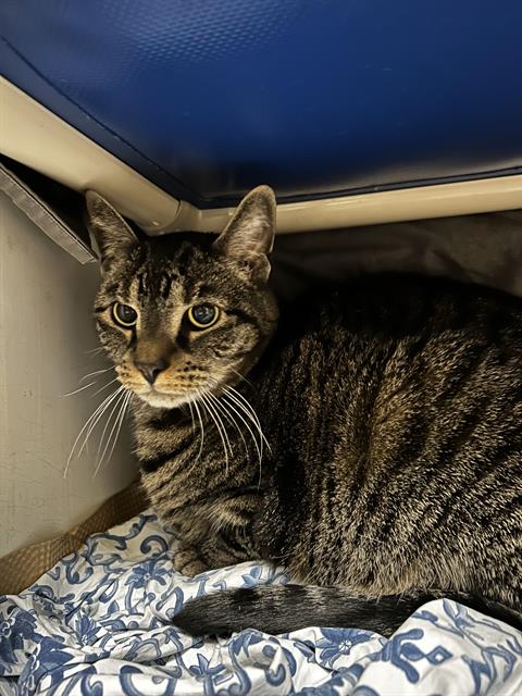 adoptable Cat in Boston, MA named JACK
