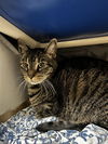 adoptable Cat in Boston, MA named JACK