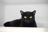 adoptable Cat in Boston, MA named PENELOPE