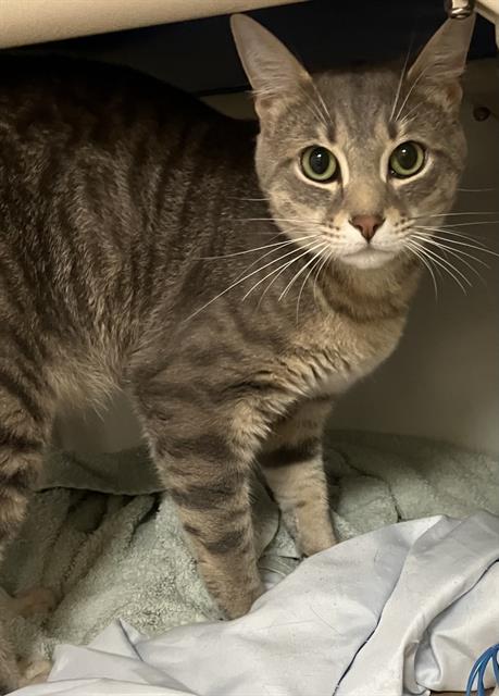 adoptable Cat in Boston, MA named STANLEY