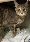 adoptable Cat in Boston, MA named STANLEY