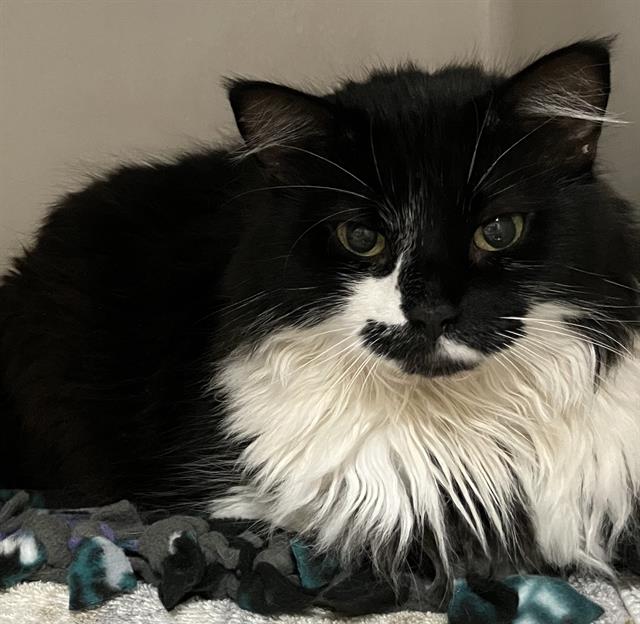 adoptable Cat in Boston, MA named GREYIE