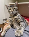 adoptable Cat in , MA named NESTLE