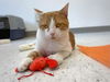 adoptable Cat in , MA named RAYMOND