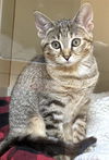 adoptable Cat in , MA named SUNNY