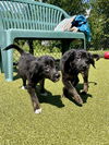 adoptable Dog in , MA named ALANI
