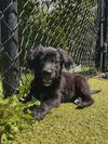 adoptable Dog in , MA named HONEY