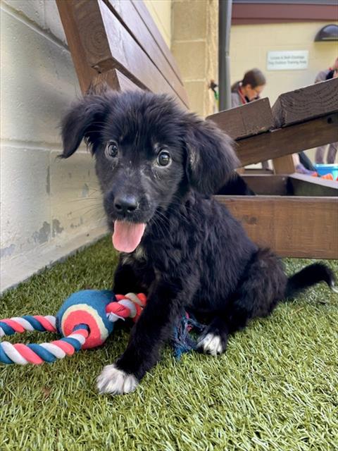 adoptable Dog in Boston, MA named NASH