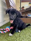 adoptable Dog in , MA named NASH
