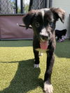 adoptable Dog in , MA named SOLONA
