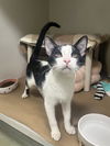 adoptable Cat in , MA named OREO