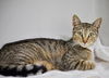 adoptable Cat in , MA named JAMIE