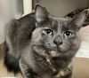 adoptable Cat in , MA named CHRISTINE