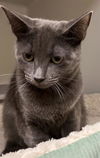 adoptable Cat in , MA named TINA