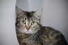 adoptable Cat in , MA named CROUTON