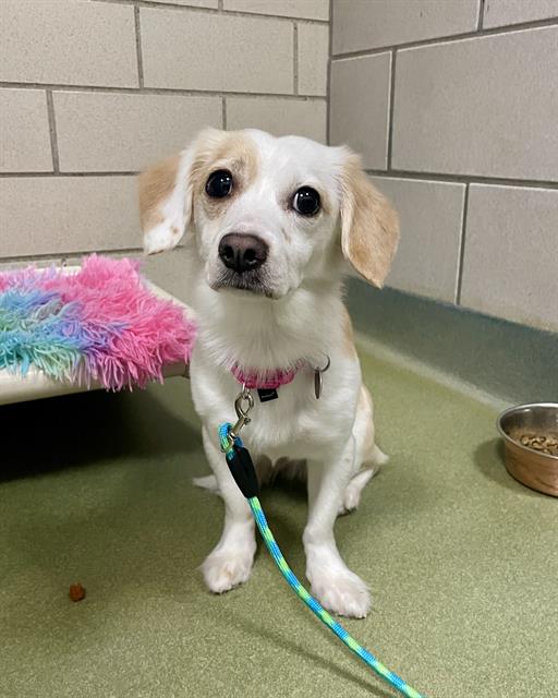 adoptable Dog in Boston, MA named LEILA