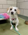 adoptable Dog in , MA named LEILA