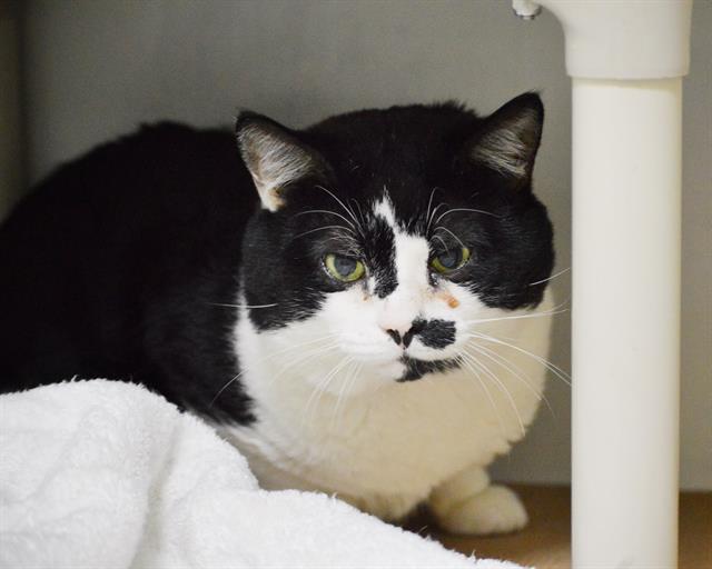 adoptable Cat in Boston, MA named LUCKY