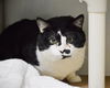 adoptable Cat in , MA named LUCKY