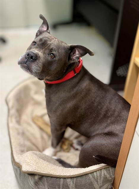 adoptable Dog in Boston, MA named ODIE