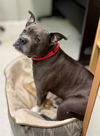 adoptable Dog in , MA named ODIE