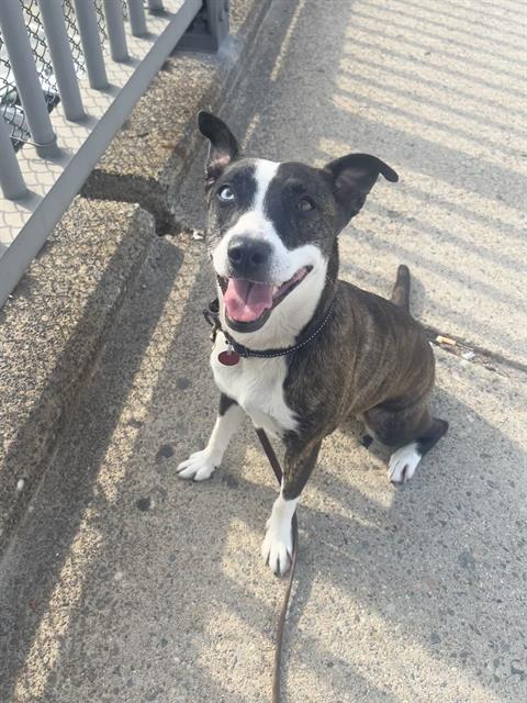 adoptable Dog in Boston, MA named FANTA